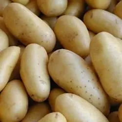 AALU- CHIPSONA