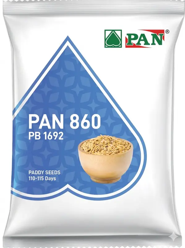 1692 PAN PADDY SEED