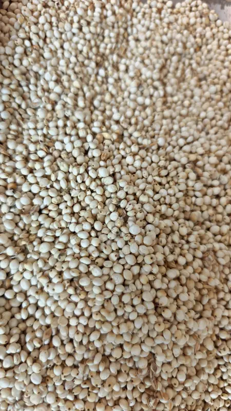Ramganj single cut jowar