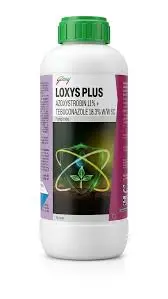 LOXYS PLUS