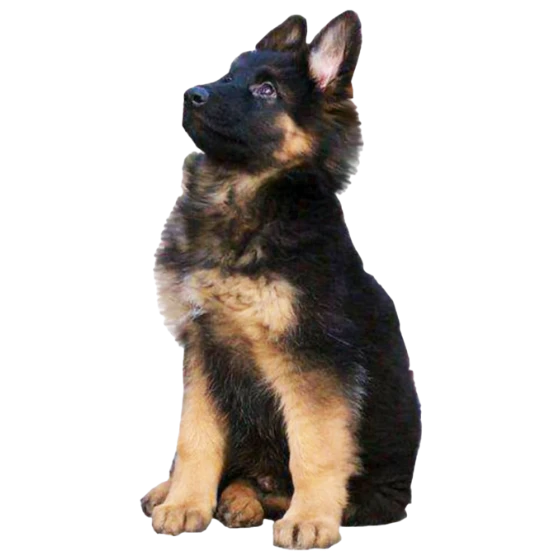 GERMAN SHEPHERD