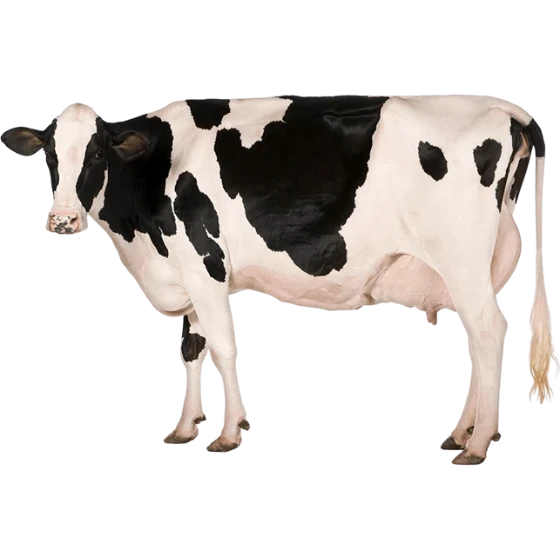 HOLSTEIN FRIESIAN COW