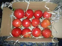 ANAR PETI