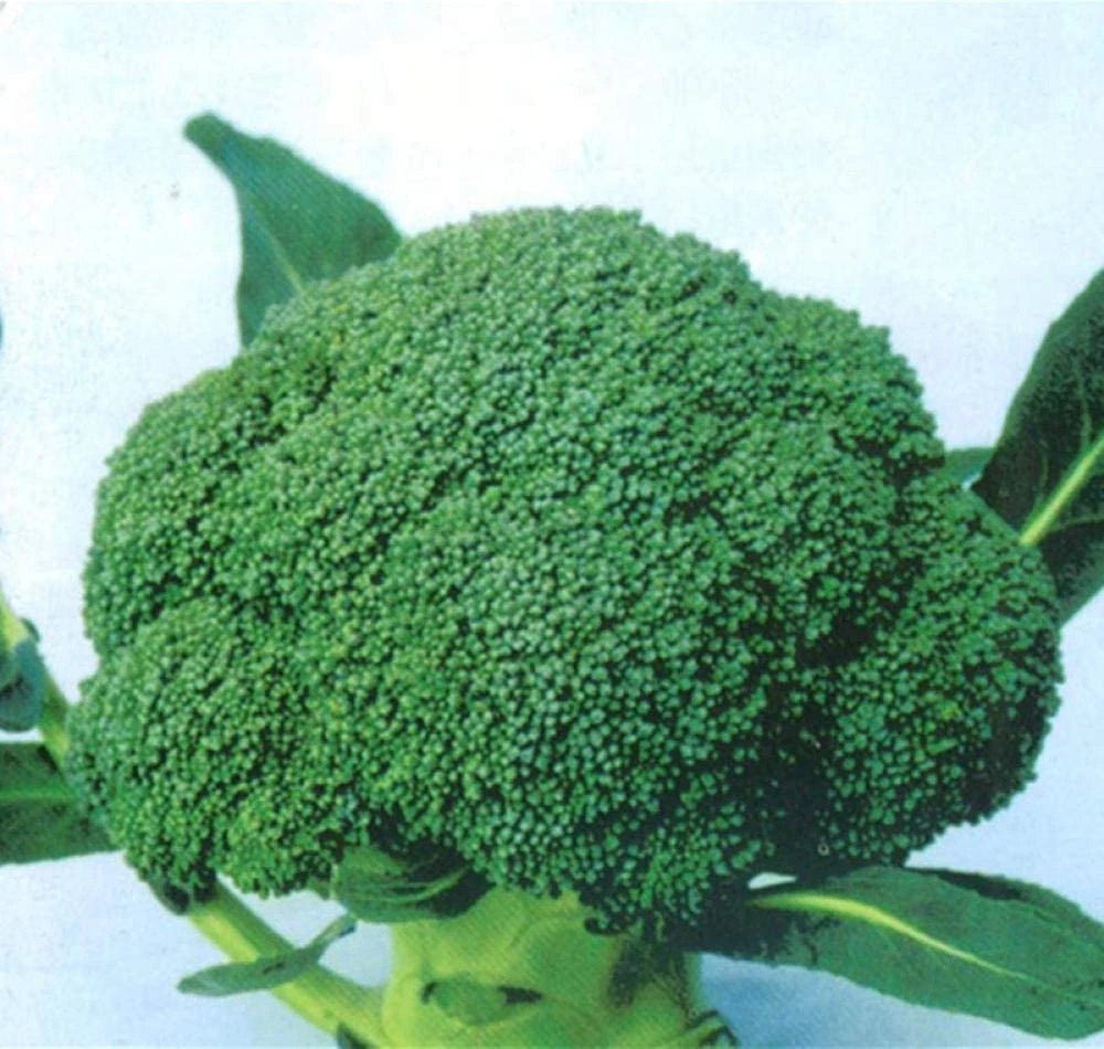 BROCCOLI